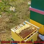 pierdut matca